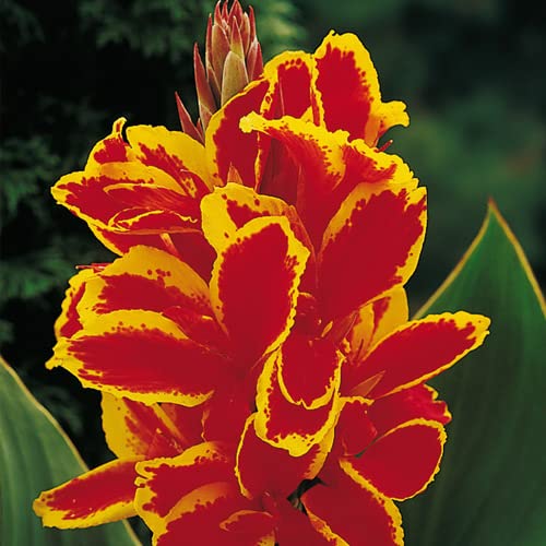 3 Lucifer Canna Lily Bulbs for Planting - Rhizome/Bulb/Plant