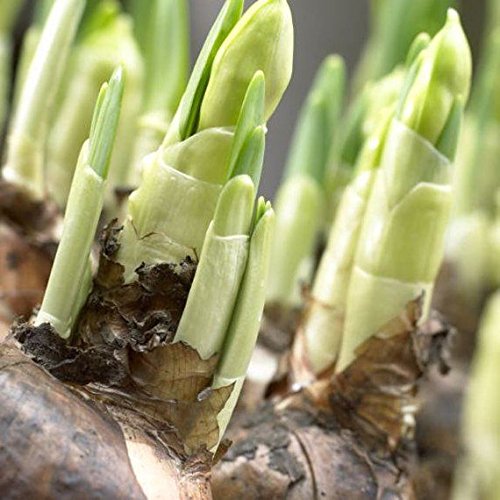 Daffodil, Narcissus Double Mix, (10 Bulbs) Top Size 14/16 cm.Now Shipping !