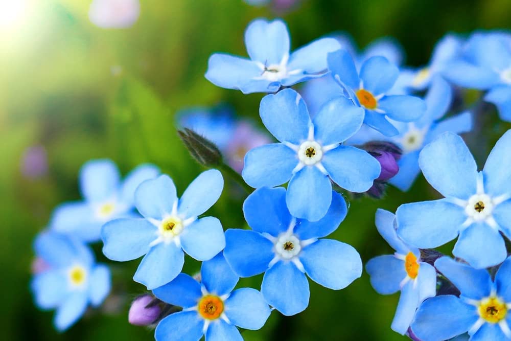 5,000+ Blue Forget Me Not Seeds for Planting | Easy to Grow Wildflower Seeds | Made in USA, Ships from Iowa.