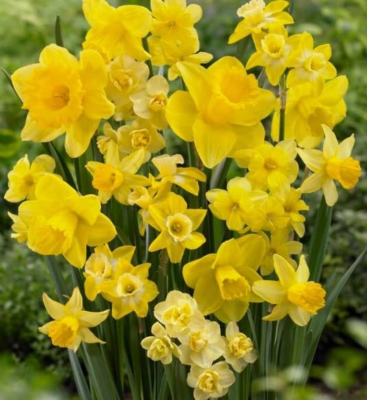 Amsterdam Daffodil Mix, Beautiful Mix of Yellow Daffodils