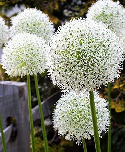 "White Giant" Allium Bulb for Planting. 4 Feet Tall Flowers with Giant White Bloom. One Bulb. Amazing, Must See