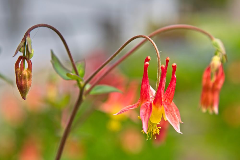 Columbine Plants for Growing, Healthy Rootstock of Columbine Flower (1 Plant)
