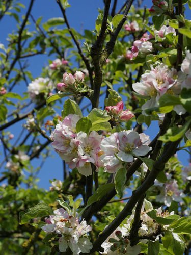 European Crab Apple, (French Crabapple), Malus Sylvestris, Tree 20 Seeds