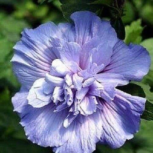 Mixed Colors Rose of Sharon Hibiscus Syriacus Flower Tree Bush Mix Jocad (50 Seeds)