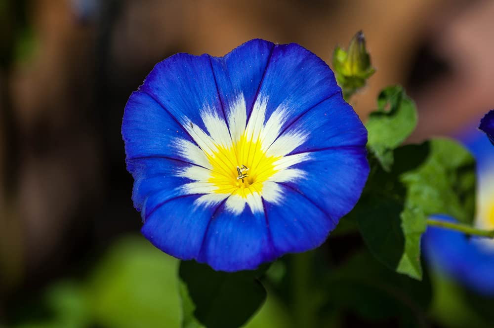 Morning Glory Ensign Roya Blue Seeds | 100 Seeds to Plant | Beautiful Flowering Vine