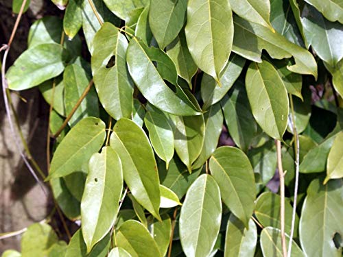 Climbing Jade Vine Seeds to Plant - 2 Big Healthy Seeds - Mucuna Sempervirens Seeds to Grow - Rare