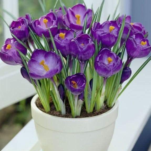Prechilled Crocus Bulbs for Planting, Grow Indoors in Water or Soil - Ready to Force Indoors or for Outdoor Planting