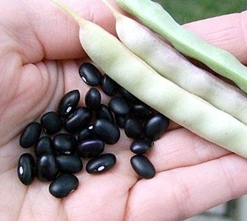 Black Turtle Heirloom Bush Bean - Hardy Plants Grow to 18-24" -Very Tasteful
