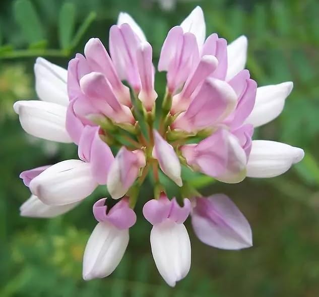 500 Crown Vetch Seeds for Planting - Coronilla Varia