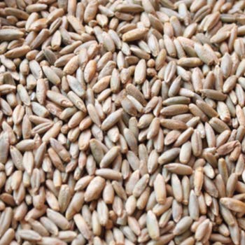 Rye Grass Seed - Fast Growing and Hardy Grass, Cover Crop, Food Plot. Grazing Pasture Seeds