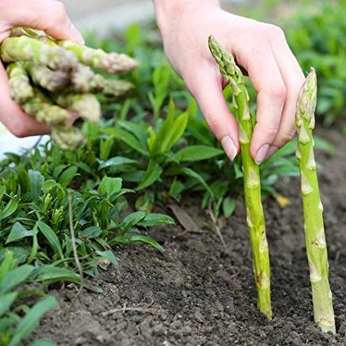 Mary Washington Asparagus 100 Seeds - Organic Heirloom Non GMO Vegetable Seeds, Asparagus Organic Seeds for Planting, Vegetable Seeds for Planting Home Garden