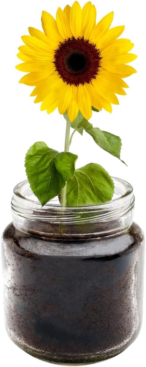 CZ Grain Windowsill Sunflower Planter Kit - Grows Year Round, Includes Everything Needed for Planting