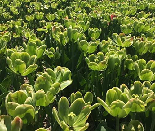 10 "Green Power" Tulip Bulbs - Rare All Green Tulips - Only from CZ Grain in Iowa, USA
