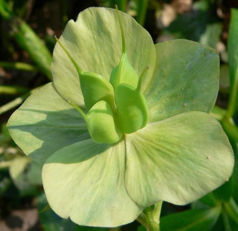 15 Lenten Rose Seeds for Planting - Helleborus orientalis - Rare Flower