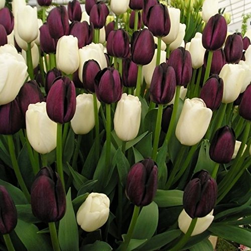 5 Black Tulip Bulbs ? Queen of Night ?,size: 12 cm/up, Now Shipping