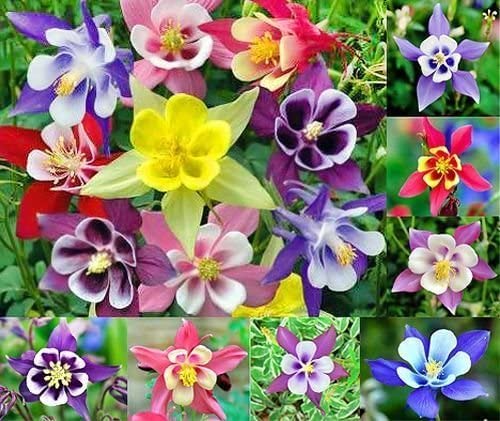 Multicolor Columbine Seeds for Planting (100 Seeds) - Non-GMO - Glass McKana Columbine Flower Seeds - Wild Columbine Seeds Bulk