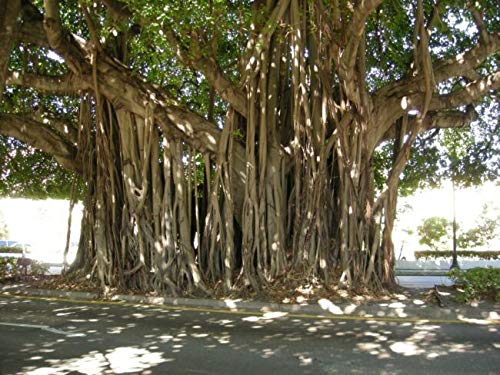 Generic Ficus Benghalensis Banyan Tr?? Exotic 5 S??DS