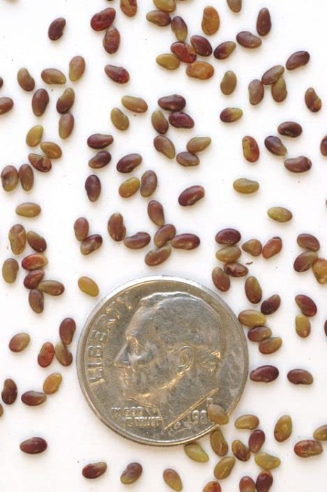 Round Headed Bush Clover Seeds for Planting (50 Seeds) - Lespedeza capitata