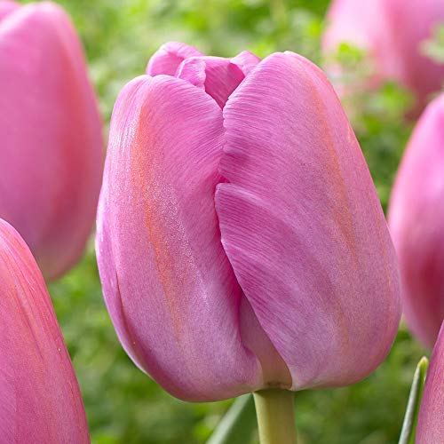 10 Tulip Purple Pride Bulbs), Beautiful tulips.Shipping now!