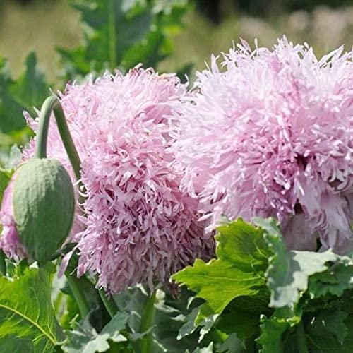 Exotic Strains of Poppy Seeds for Planting (200 Seeds Per Packet) - Easy to Grow, Ships Fron Iowa, USA