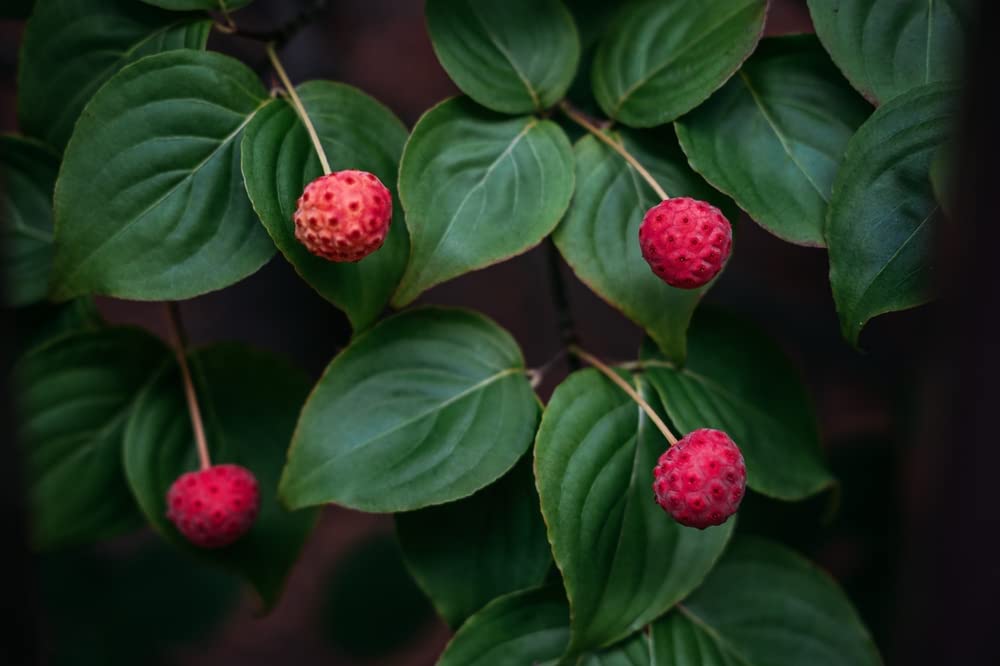 Kousa Dogwood Tree Seedlings for Planting - Cornus kousa - No California