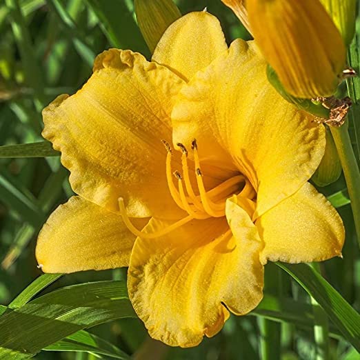 Yellow Daylily Roots for Planting - Grow Beautiful Perennial Daylilys