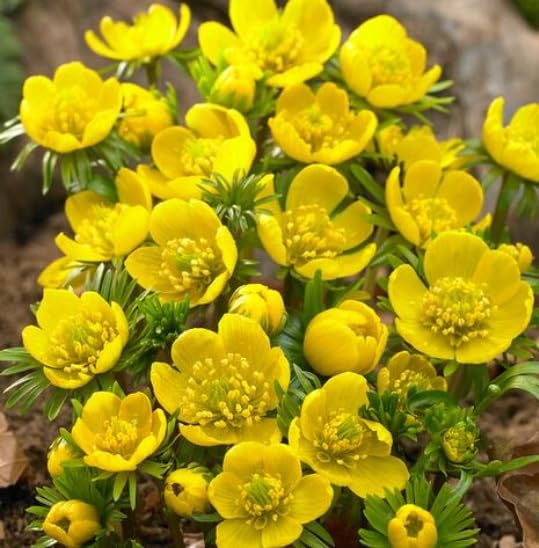 Winter Aconite Flower Bulbs for Planting - Eranthis Cilicica