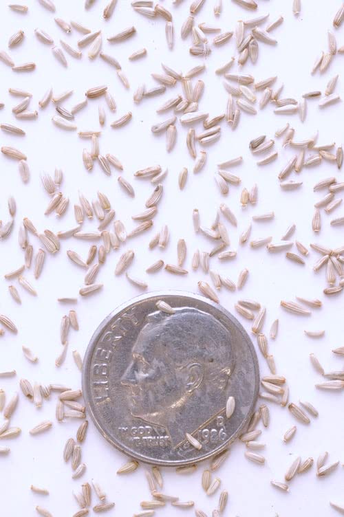 Stiff Goldenrod Seeds for Planting - 100+ Seeds - Oligoneuron rigidum - Heirloom & Open-Pollinated Variety, Attracts Bees, Non-GMO Pollinator-Friendly Native Wildflower Seeds