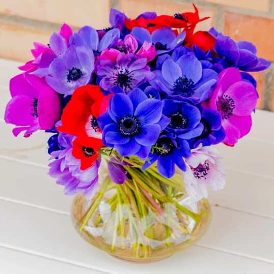 Anemone De Caen Flower Bulbs for Planting - Easy to Grow, Beautiful Blooms