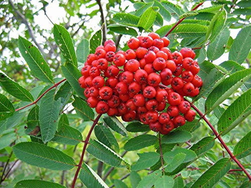 ASH Tree Mountain - Amur - Rowan - Sorbus Aucuparia jocad (20 Seeds)