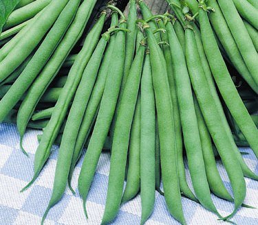 Contender Bush Bean Seeds - 50+ Seeds - Big Yielder