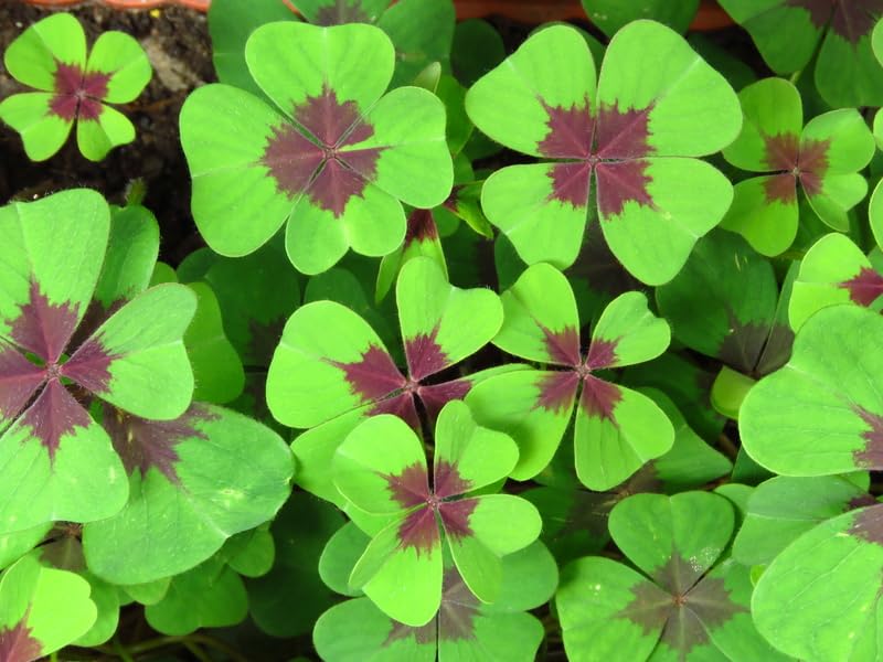 Lucky Leaf Shamrock Bulbs for Planting - Grow Iron Cross Oxalis Flowers - Get The Luck of The Irish
