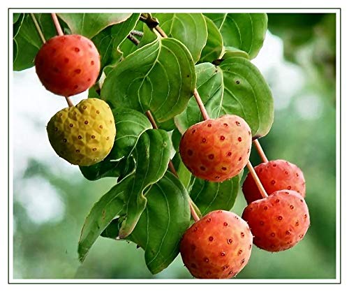 White Cornus KOUSA Dogwood Tree Ornamental Flower jocad (5 Seeds)
