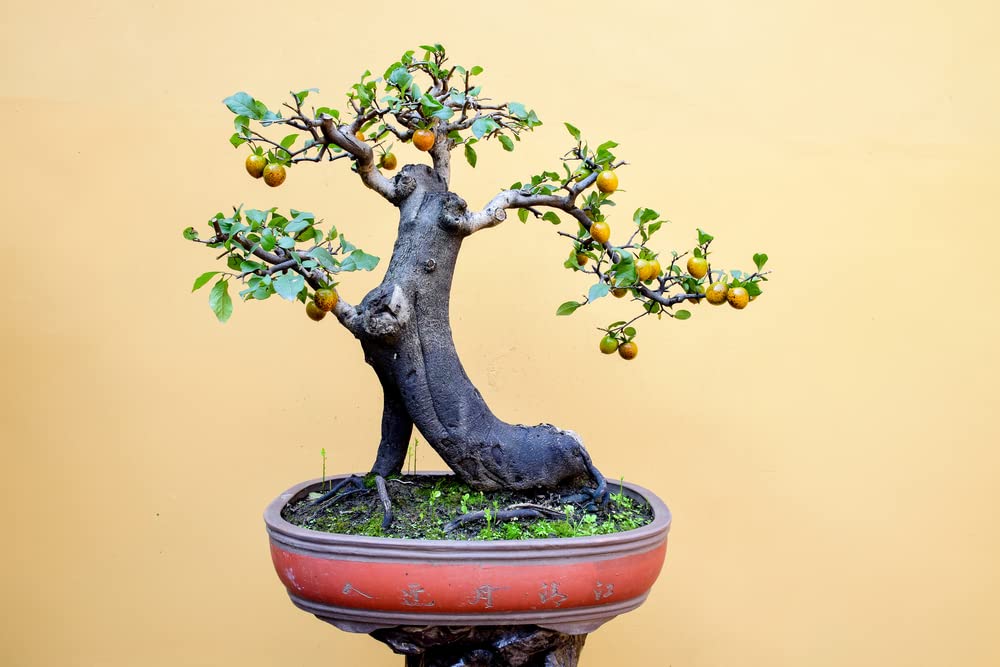 10 Persimmon Tree Seeds - Made in USA, Ships from Iowa - Popular Outdoor Tree or Bonsai