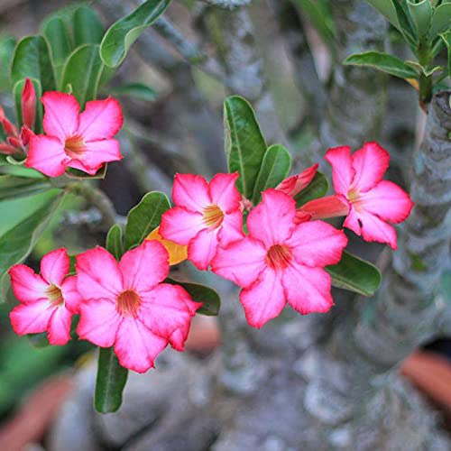 Adenium obesum Mixed Colours - Desert Rose Mixed Colours - 10 Seeds