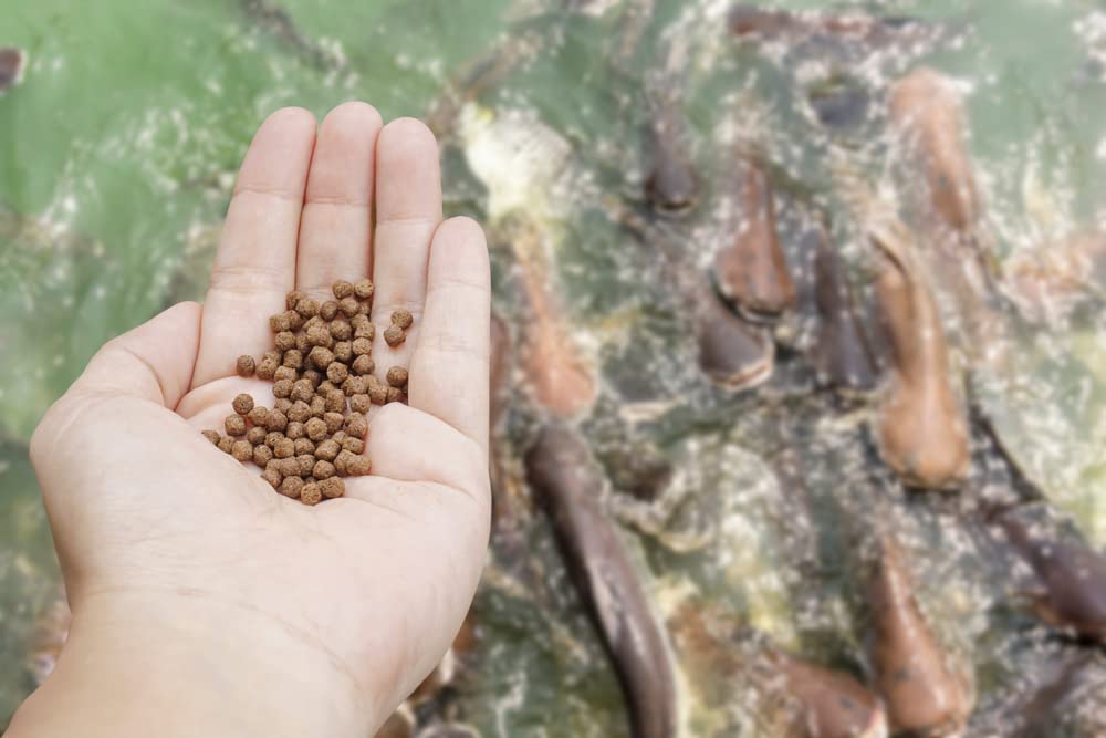 CZ Grain Premium Floating Fish Food Pellets | Pond or Lake Fish Food, Bring Fish to The Surface for Feeding