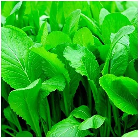 Florida Broadleaf Mustard Greens | Fast Growing | Heat and Cold Tolerant | Non-GMO | Heirloom Garden Seed - C?i b? xanh - Small GAI Choi