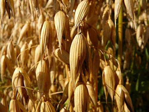 10 lb Whole Oat Seeds, Wildlife, Deer, Food Plot, Cover Crop
