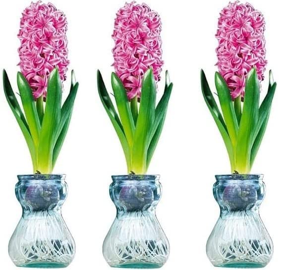 Hyacinth Bulb and Forcing Vase - Ready to Grow Indoor Hyacinth, Just Add Water - Made in USA