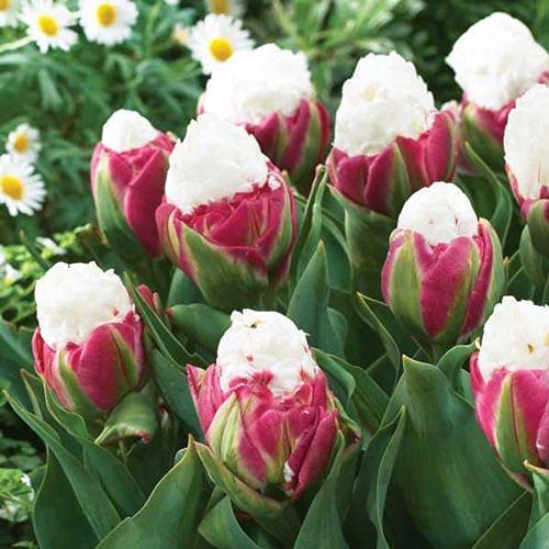 2 Ice Cream Tulip Bulbs for Planting - Easy to Grow - Made in USA, Ships from Iowa