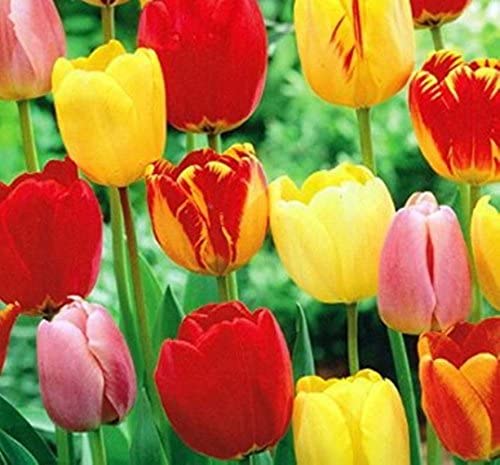 Tequila Sunrise Tulip - 25 Bulbs - Colorful Mix - 12/+ cm Bulbs