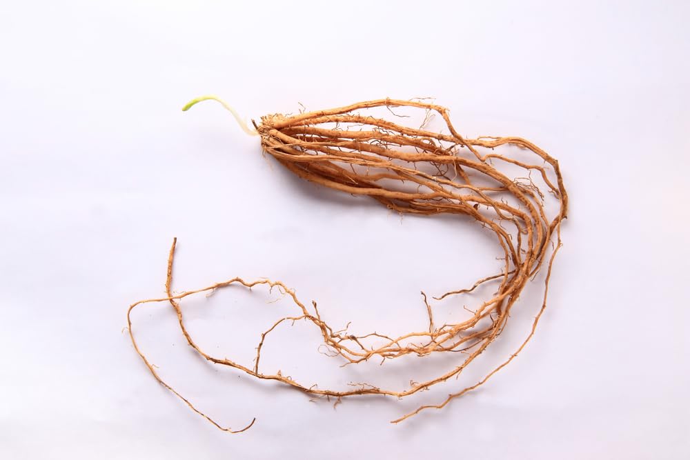 5 Mary Washington Live Asparagus Bare Root Plants - 2yr Crowns