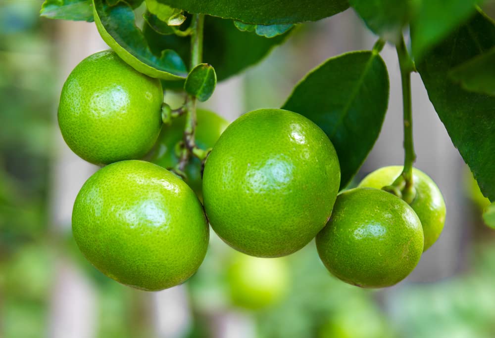 Lia's Lime Tree Seeds - Fast Growing Key Lime Tree Seeds - 20+ Fresh Seeds - Ships from Iowa, USA