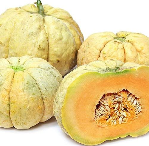 10 Prescott Fond Blanc Melon Seeds for Planting - Rare Pumpkin Melon