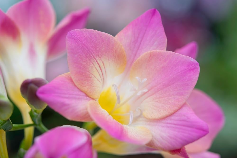 10 Freesia Flower Bulbs for Planting