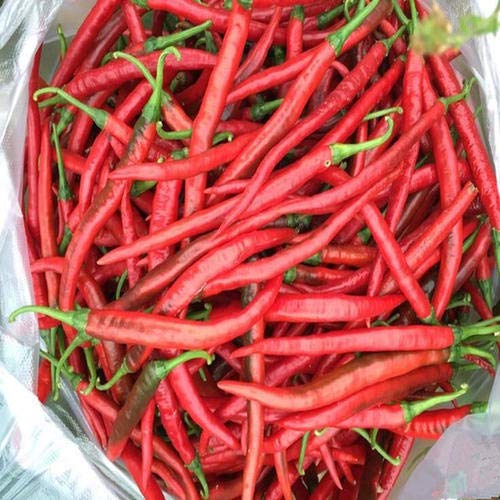 50 Pieces Organic Long Slender Pepper Seed Pepper Seed Chili Red Non-GMO Vegetable Plant Seed Hardy Perennial for Garden Balcony/Patio