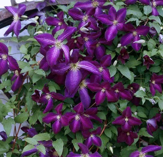 Purple Clematis Seeds for Planting (50 Seeds) - Clematis occidentalis var. occidentalis