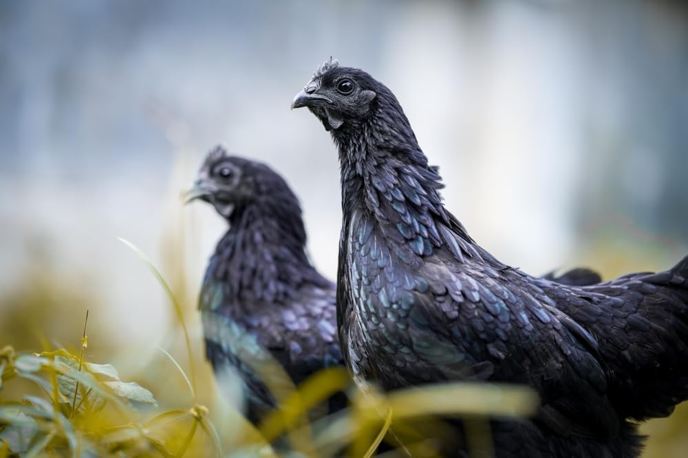 CZ Grain Ayam Cemani Chicken Eggs for Hatching - Fertile Eggs - Rare All Black Chickens Eggs (6 Eggs)
