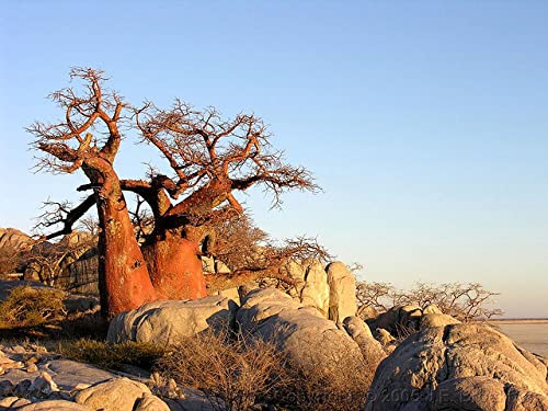10 African Baobab Seeds - 10 Seeds (Adansonia digitata) - Pack of 10 Rare and Viable Seeds - QO Seeds