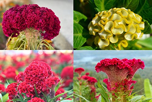 Cockscomb Seeds, Mixed Colors - Amazing Garden Flower - Made in USA - Celosia Seeds